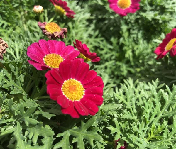 Maruyerite Daisy virágok — Stock Fotó