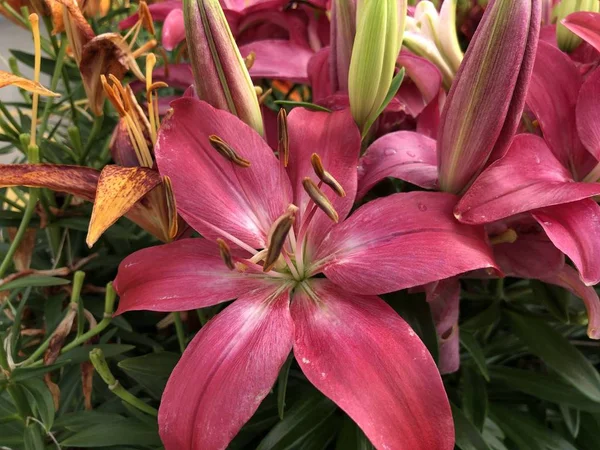 Colorful Asiatic lily flowers