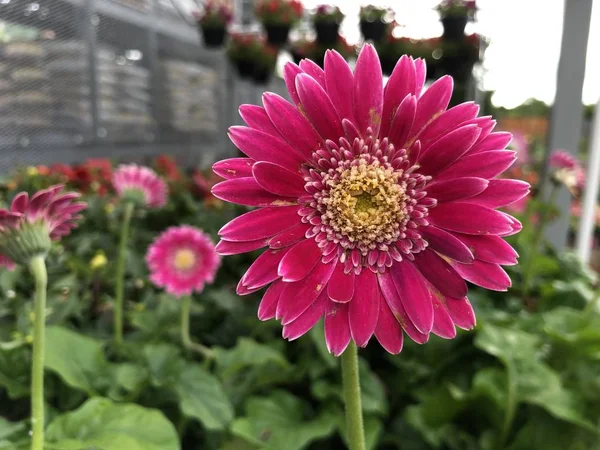 Gerbera százszorszép virág — Stock Fotó