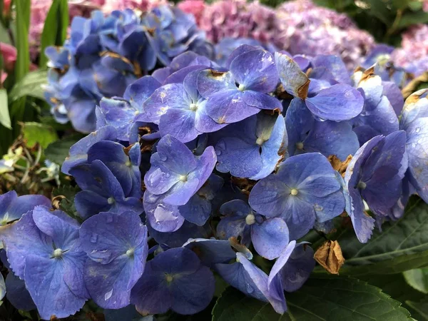 Barevné hortenzie květů — Stock fotografie