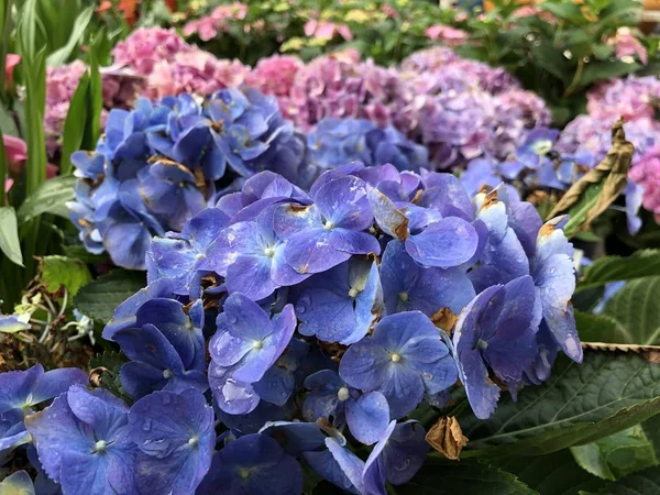 Barevné hortenzie květů — Stock fotografie