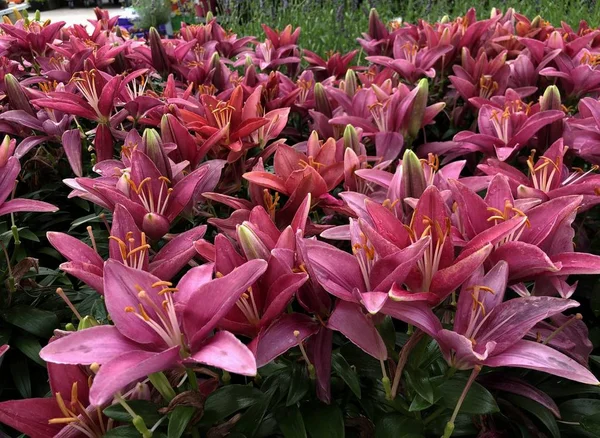 Colorful Asiatic lily flowers