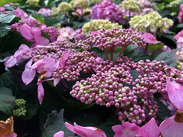 Flores de hortênsia coloridas — Fotografia de Stock