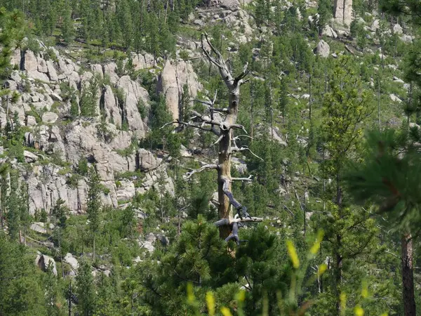 Needles Highway, Custer State Park fotos, Dakota del Sur — Foto de Stock