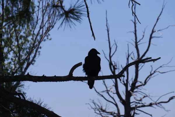 Silhouette eines Vogels — Stockfoto