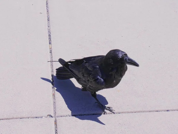 Parkta siyah kuş — Stok fotoğraf
