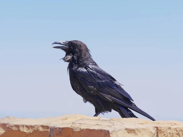 Schwarzer Vogel im Park — Stockfoto