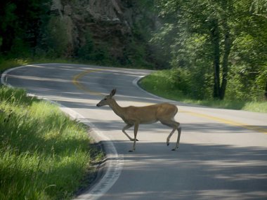 Yol geçtikten geyik