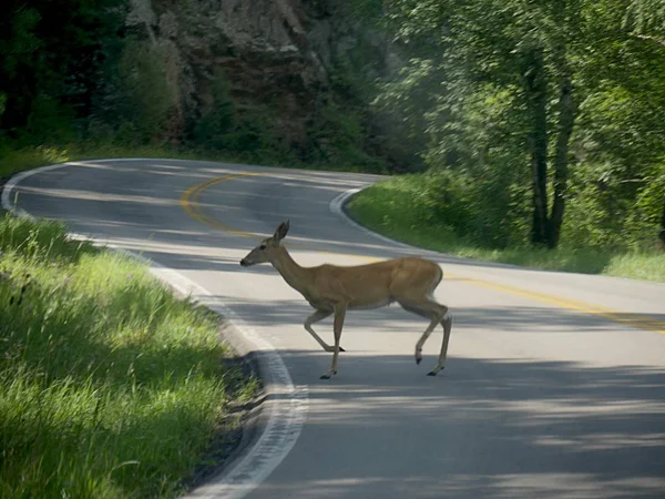 Yol geçtikten geyik