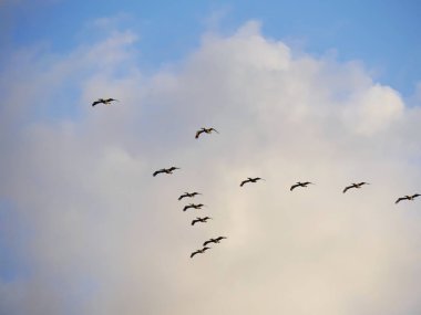 Siluet ve uçan kuşların fotoğrafları 