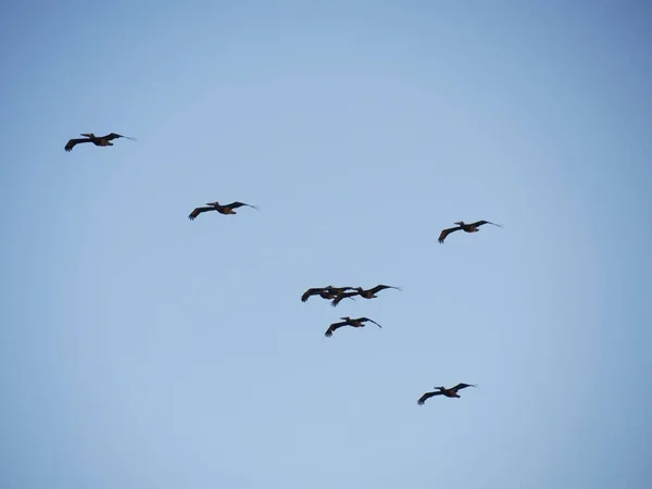 飛んでいる鳥のシルエットと写真 — ストック写真