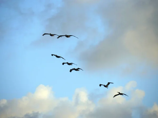 Silhouette und Fotos von fliegenden Vögeln — Stockfoto