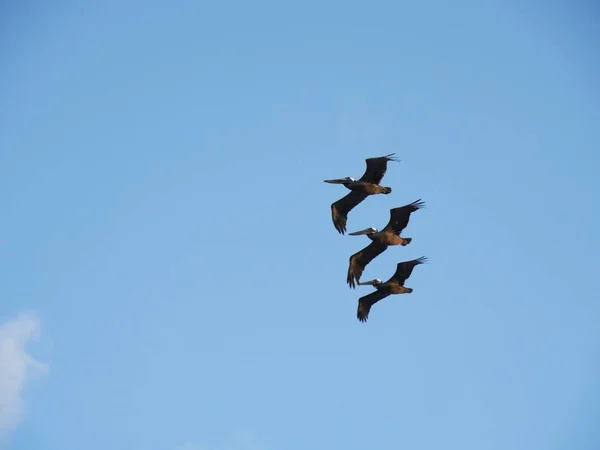 Σιλουέτα και φωτογραφίες πουλιών που πετούν — Φωτογραφία Αρχείου