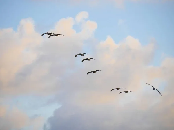 Silhouette und Fotos von fliegenden Vögeln — Stockfoto