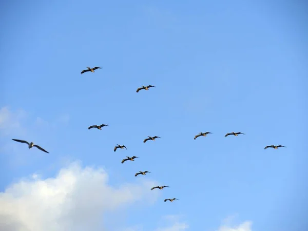 Silhouette und Fotos von fliegenden Vögeln — Stockfoto