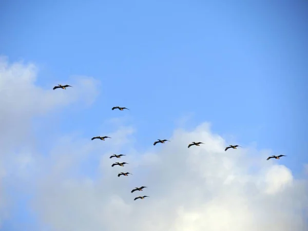 Silhouette und Fotos von fliegenden Vögeln — Stockfoto