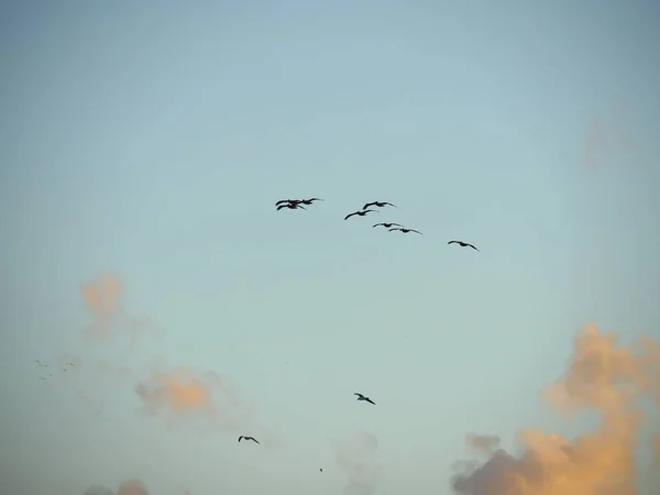 Silueta a Fotografie ptáků plujících pod — Stock fotografie