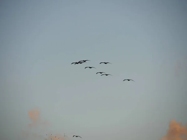 Silhouette e foto di uccelli che volano — Foto Stock