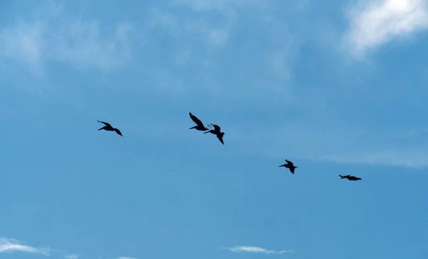 Silhouette und Fotos von fliegenden Vögeln — Stockfoto