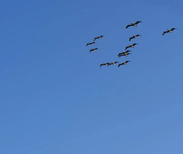 Silhouette e foto di uccelli che volano — Foto Stock