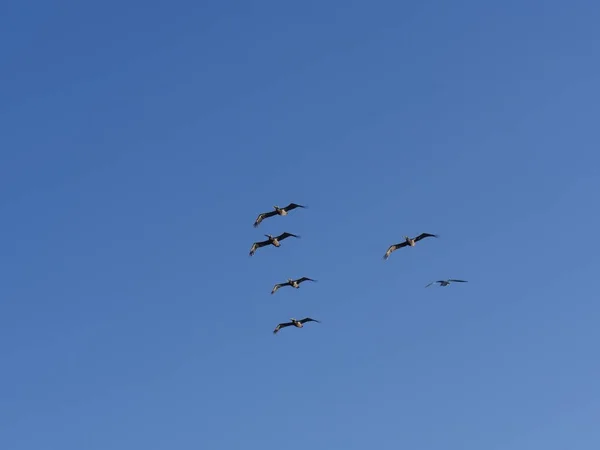 Silhouette und Fotos von fliegenden Vögeln — Stockfoto