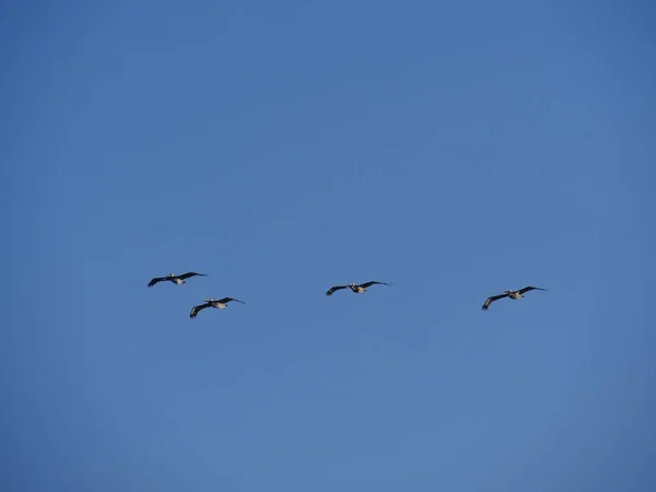 Silhouette und Fotos von fliegenden Vögeln — Stockfoto