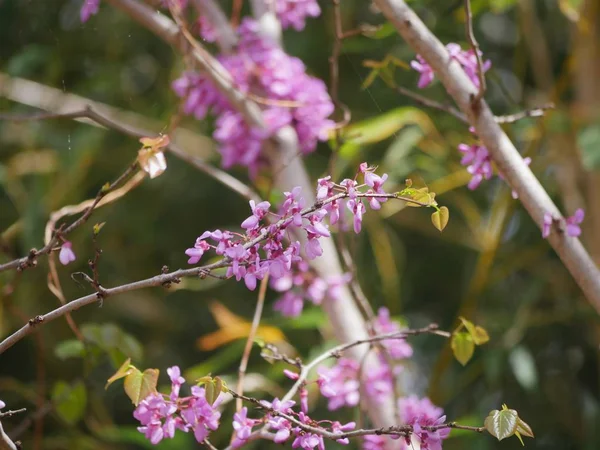 Califórnia redbud flores — Fotografia de Stock