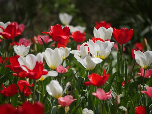 Red and white tulips in a garden — Stock Photo, Image