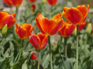 Sarı turuncu lale çiçek