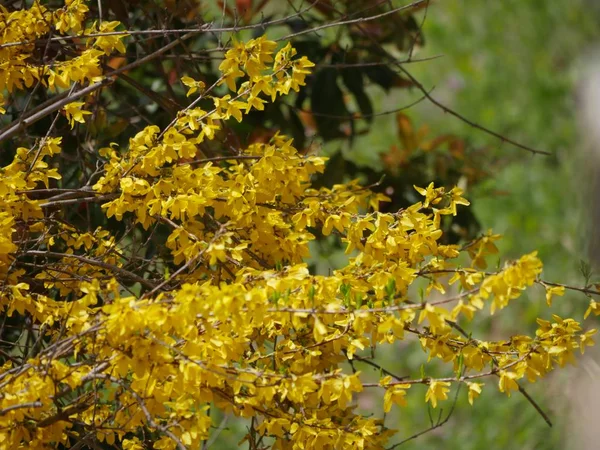 Gelbe Blätter im Herbst — Stockfoto