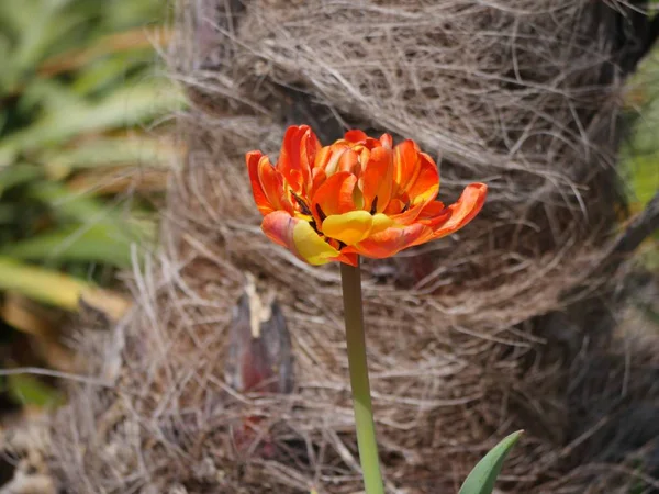 Amarelo flores de tulipa laranja — Fotografia de Stock