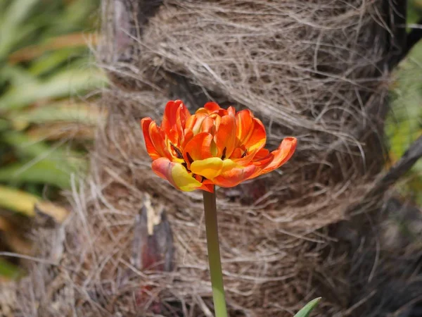 Amarelo flores de tulipa laranja — Fotografia de Stock