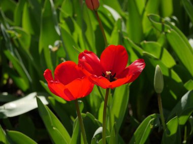 Renkli lale çiçekleri