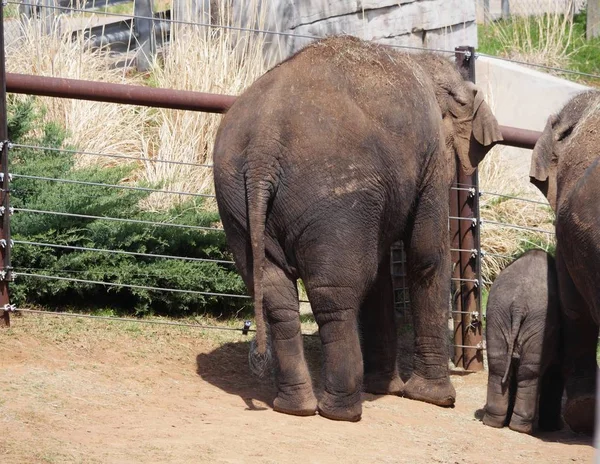 Elefantes, de pie — Foto de Stock