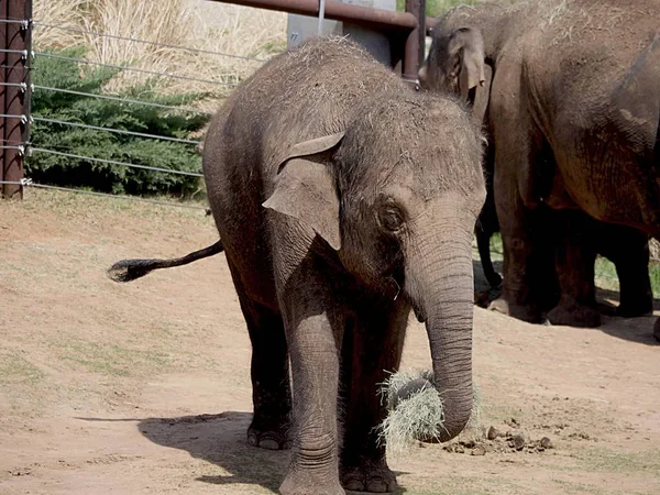 Elefantes, de pie — Foto de Stock