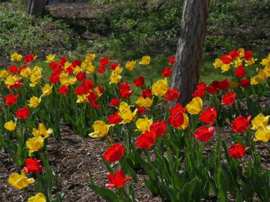 Renkli lale çiçekleri