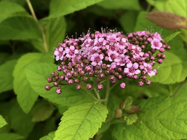 Strauß rosa Goldhügel — Stockfoto