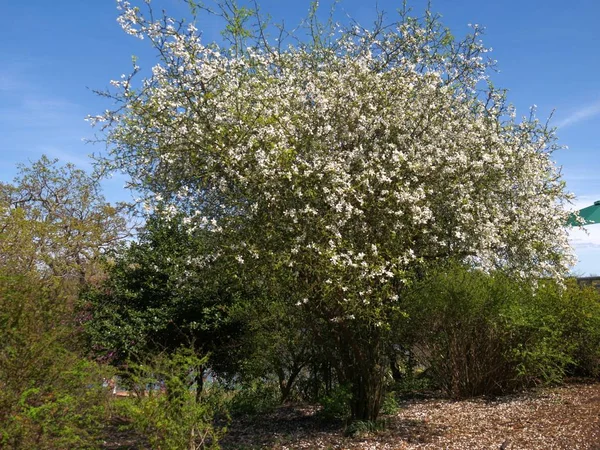 Δέντρα με λευκά λουλούδια — Φωτογραφία Αρχείου