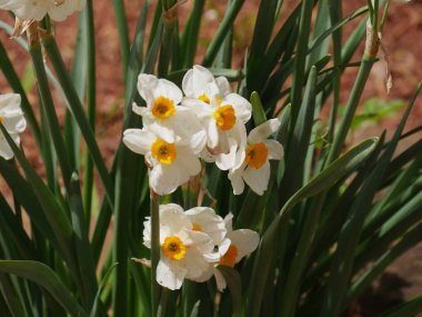 Krem narcissus çiçekler