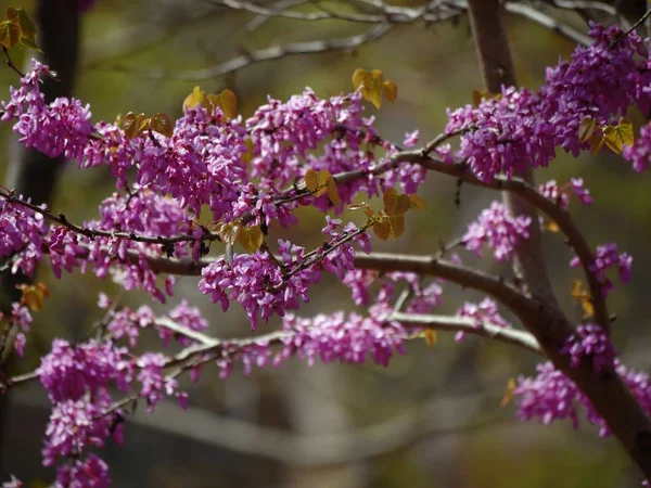 Califórnia redbud flores — Fotografia de Stock