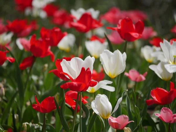 Red and white tulips in a garden — Stock Photo, Image