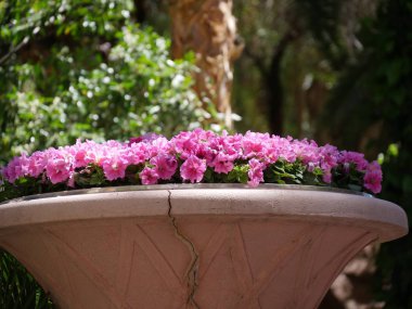 Pembe Dixie güle gülleri bahçede çiçek verir