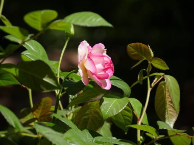 Tek pembe ve beyaz gül