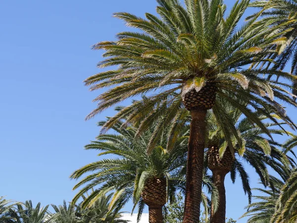 Palm bomen, opwaartse schoten — Stockfoto