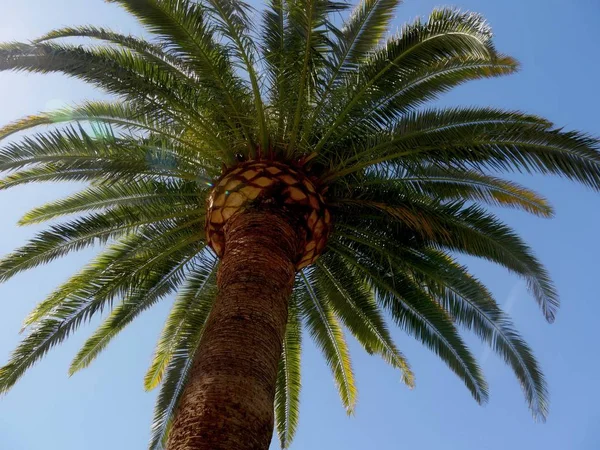 Palm bomen, opwaartse schoten — Stockfoto