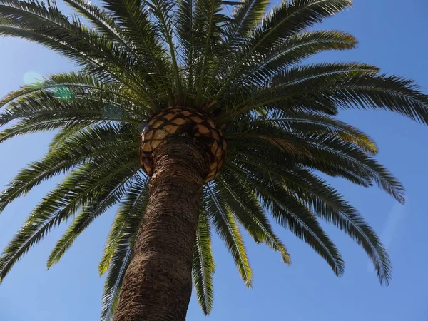 Palm bomen, opwaartse schoten — Stockfoto