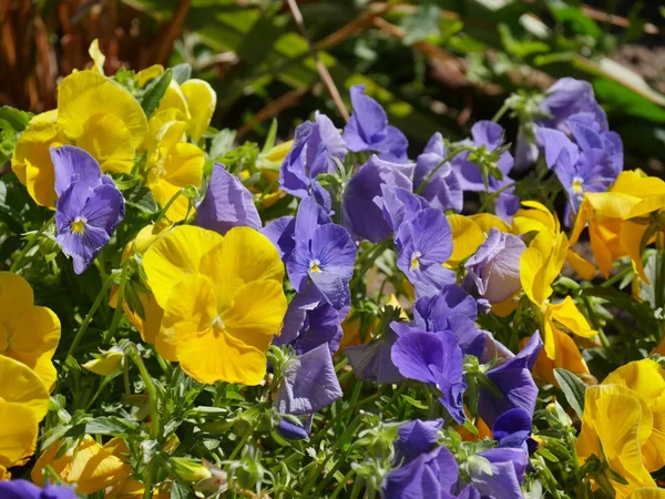 Flores coloridas em um jardim — Fotografia de Stock
