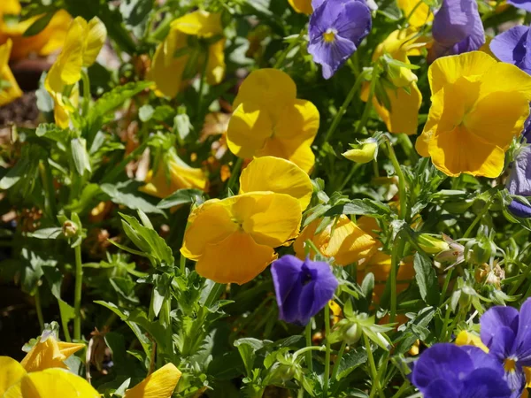 Flores coloridas em um jardim — Fotografia de Stock