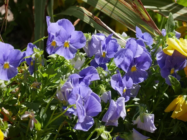 Flores coloridas em um jardim — Fotografia de Stock