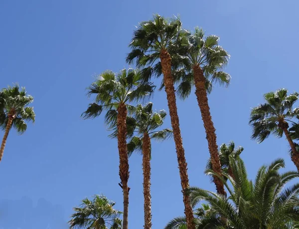 Opwaarts zicht, hoge palmbomen — Stockfoto